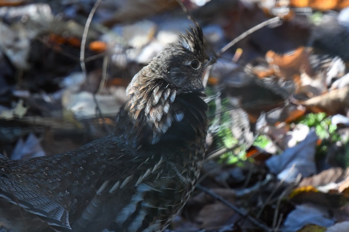 Воротничковый рябчик - ML644342022