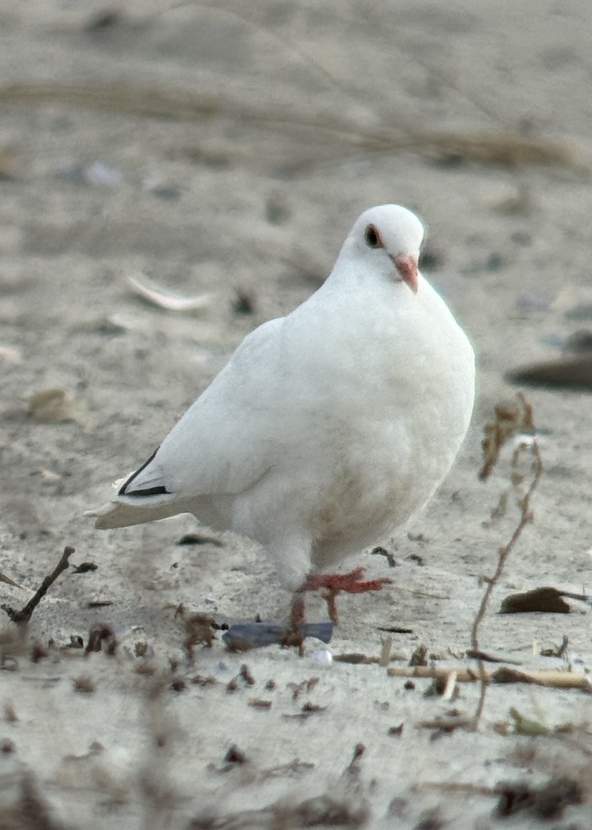 Rock Pigeon (Feral Pigeon) - ML644342033