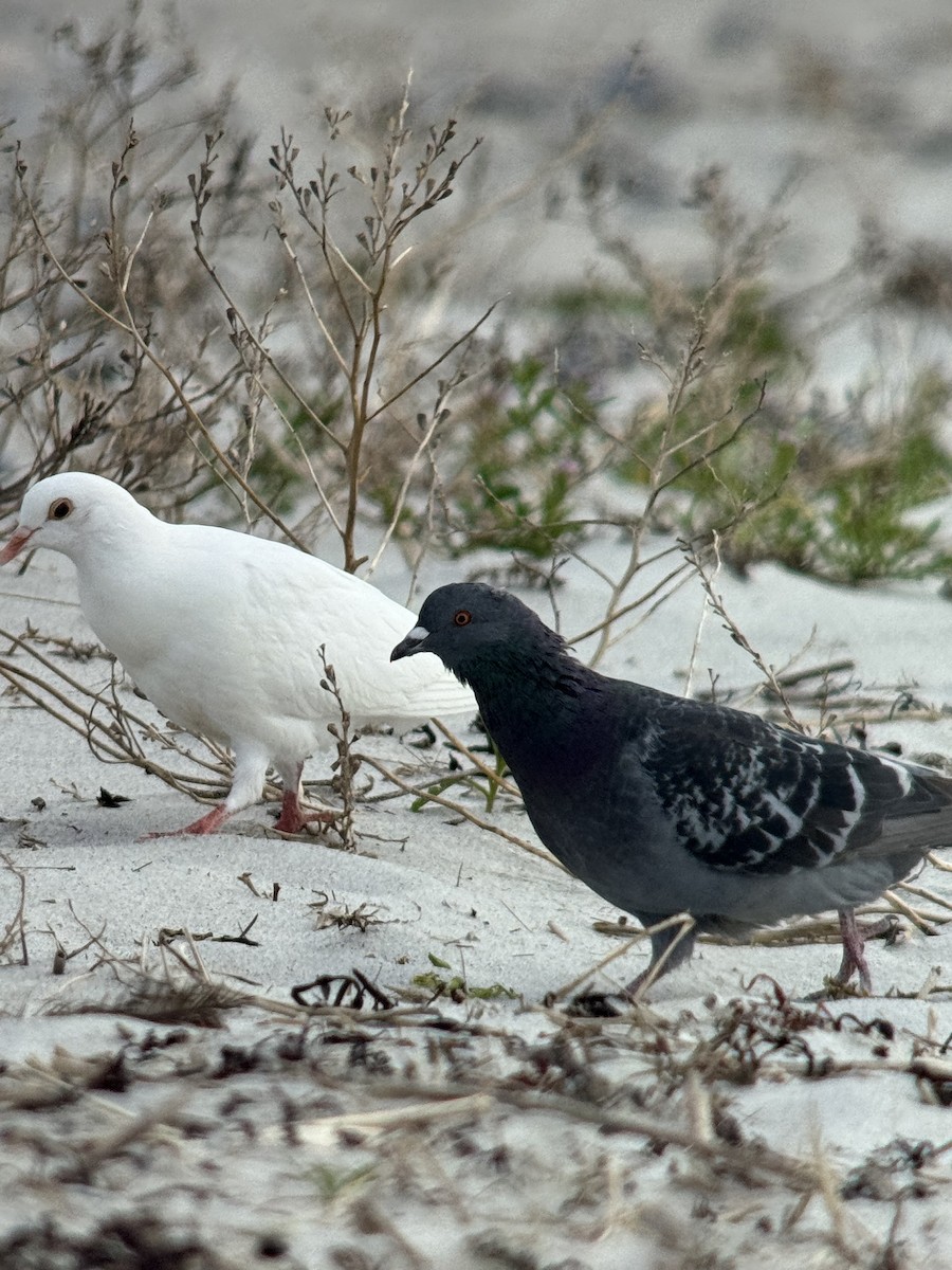 Rock Pigeon (Feral Pigeon) - ML644342034