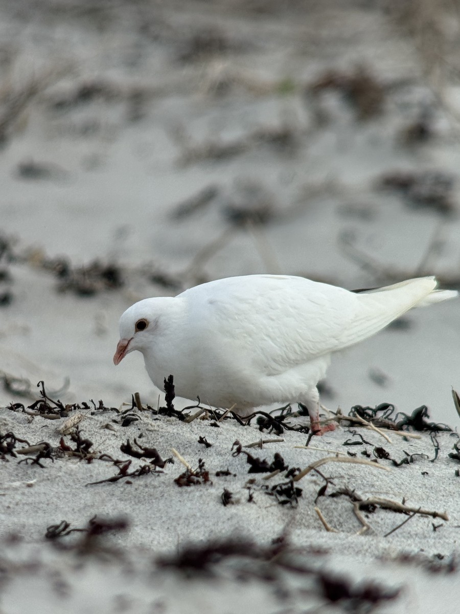 Rock Pigeon (Feral Pigeon) - ML644342035