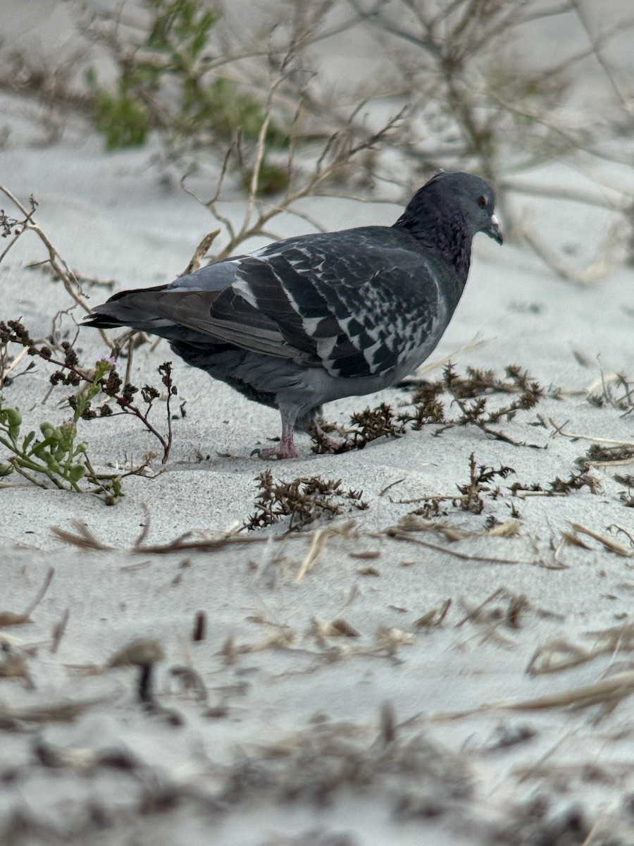 Rock Pigeon (Feral Pigeon) - ML644342036