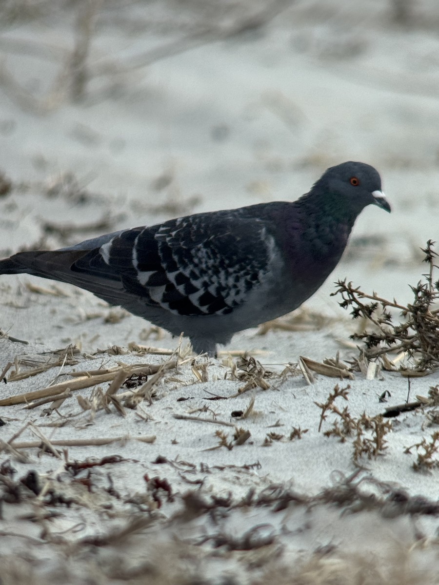Rock Pigeon (Feral Pigeon) - ML644342037