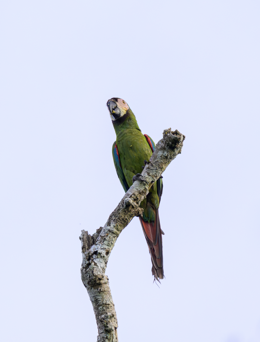 Chestnut-fronted Macaw - ML644342042