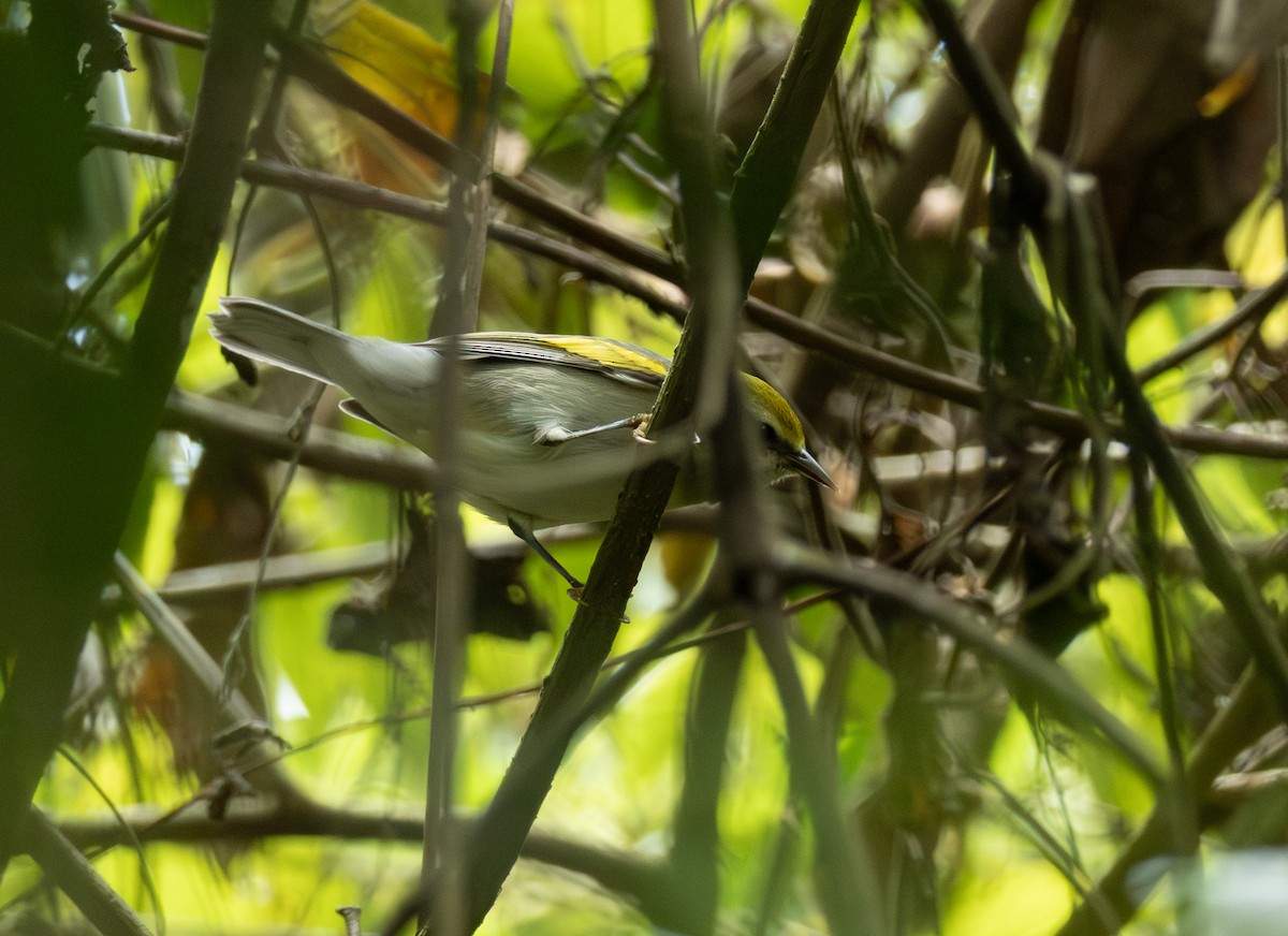 キンバネアメリカムシクイ - ML644342045