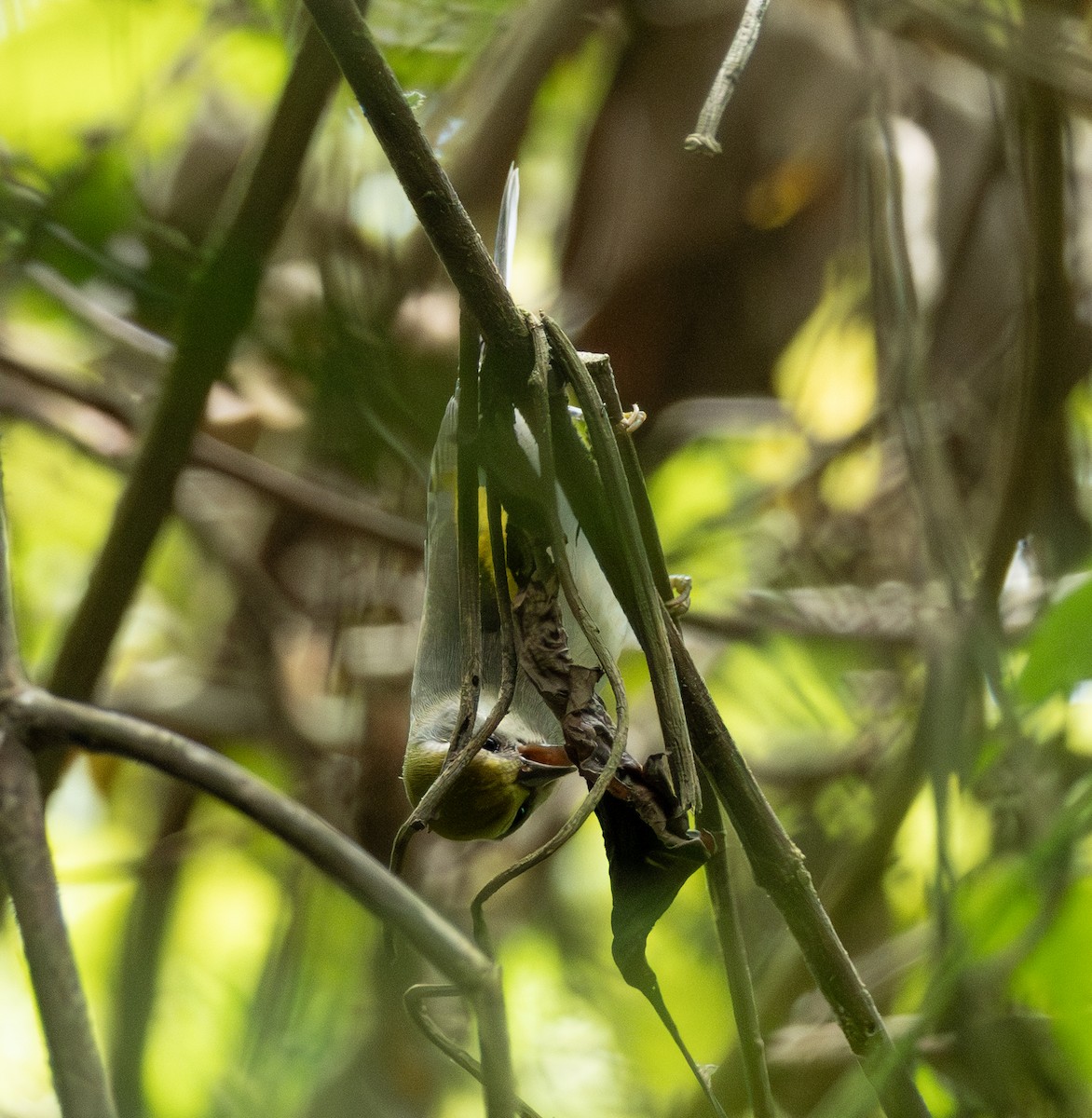 キンバネアメリカムシクイ - ML644342047