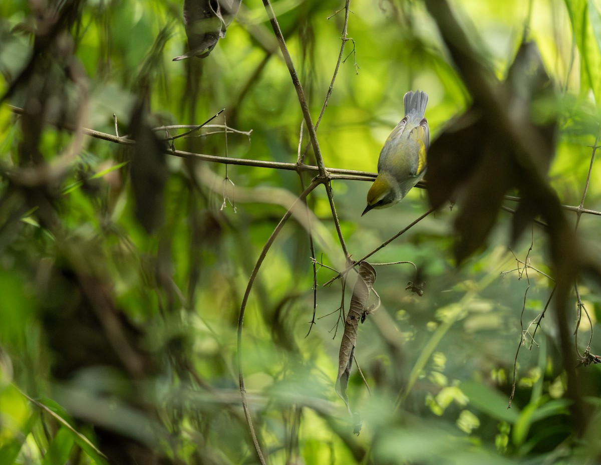 キンバネアメリカムシクイ - ML644342053