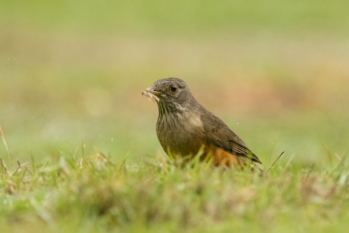Rufous-bellied Thrush - ML644342073