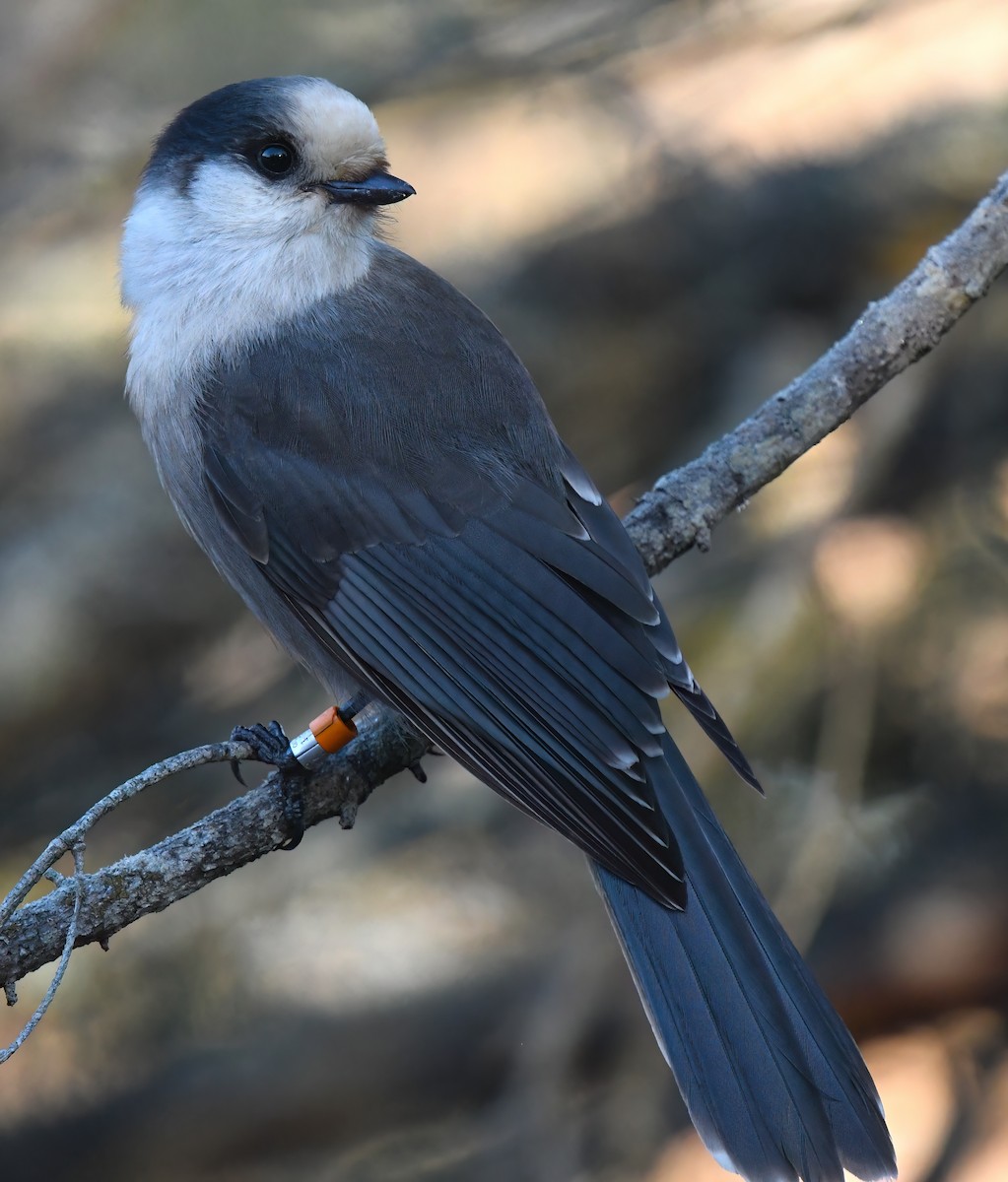 カナダカケス - ML644342074