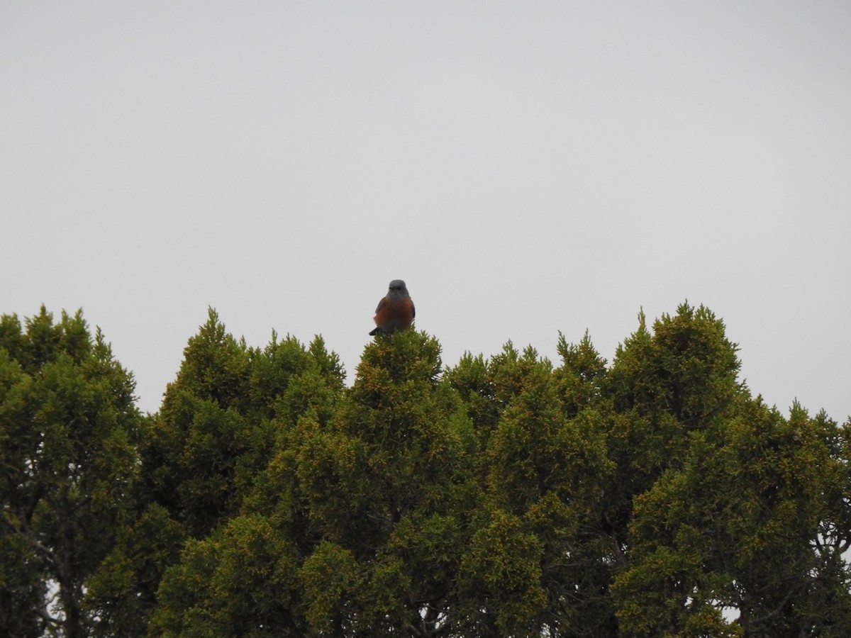 ムジトウヒチョウ - ML644342077