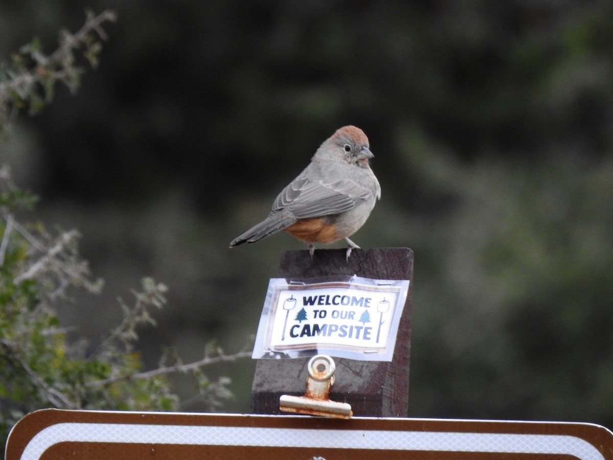 ムジトウヒチョウ - ML644342079