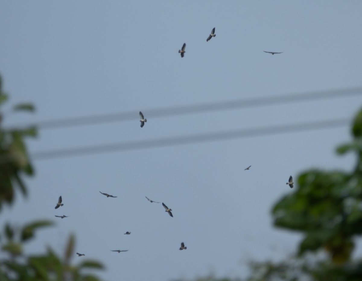 アレチノスリ - ML644342080