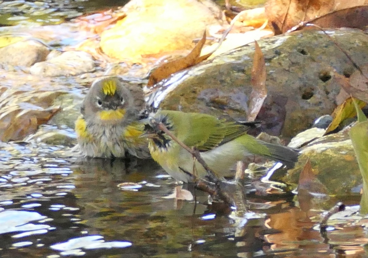 Tennessee Warbler - ML644342087