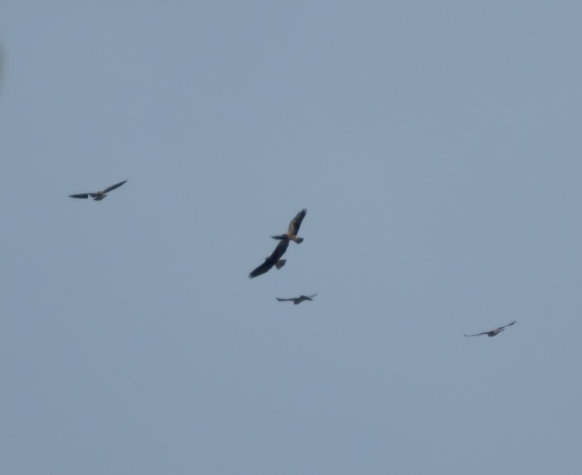 アレチノスリ - ML644342088