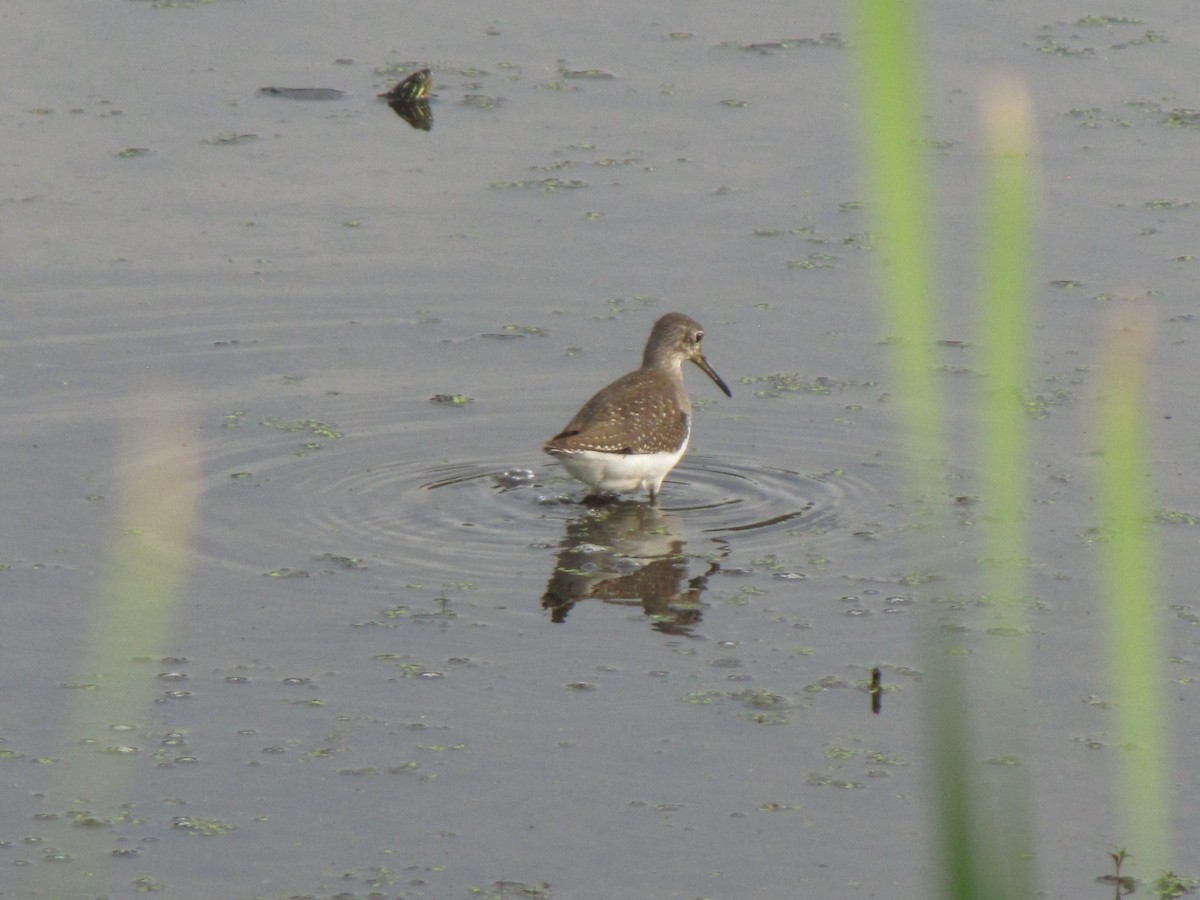 コシグロクサシギ - ML644342089