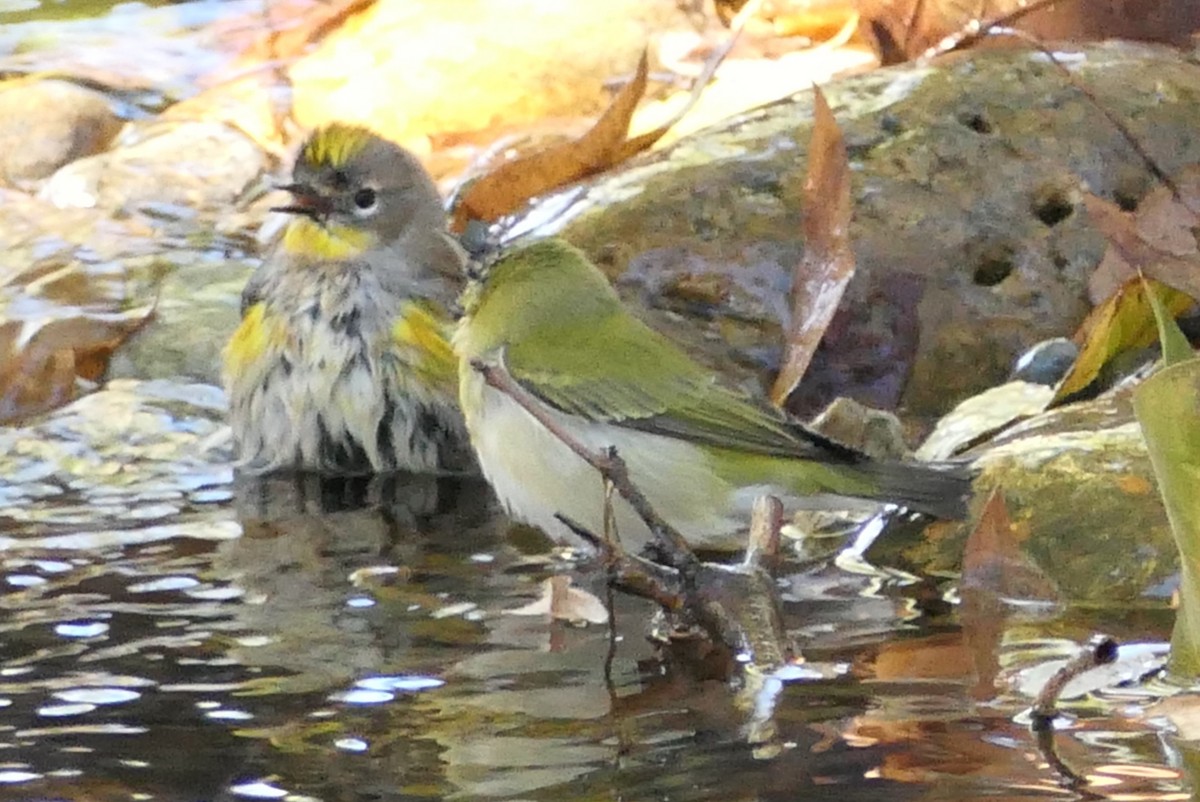 Tennessee Warbler - ML644342091