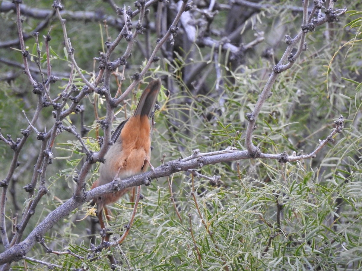 ムジトウヒチョウ - ML644342092
