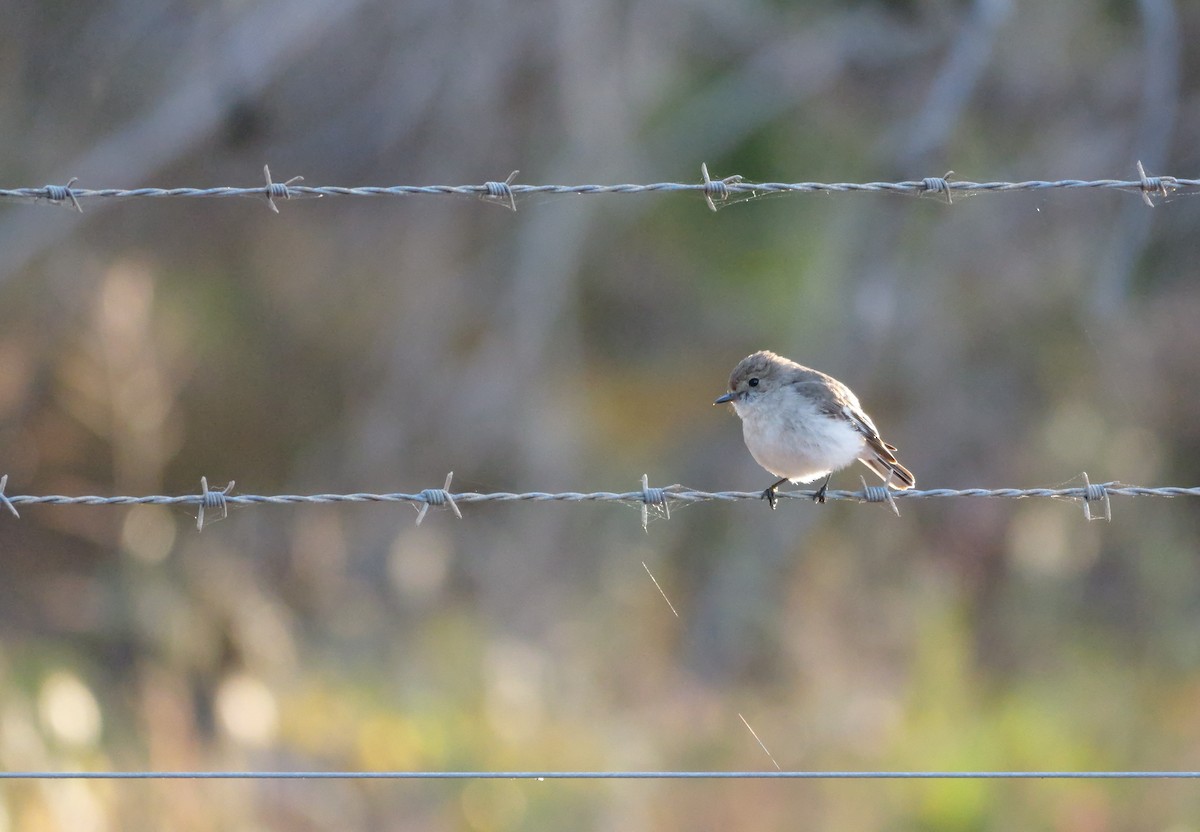 lejsčík rudočelý - ML644342094