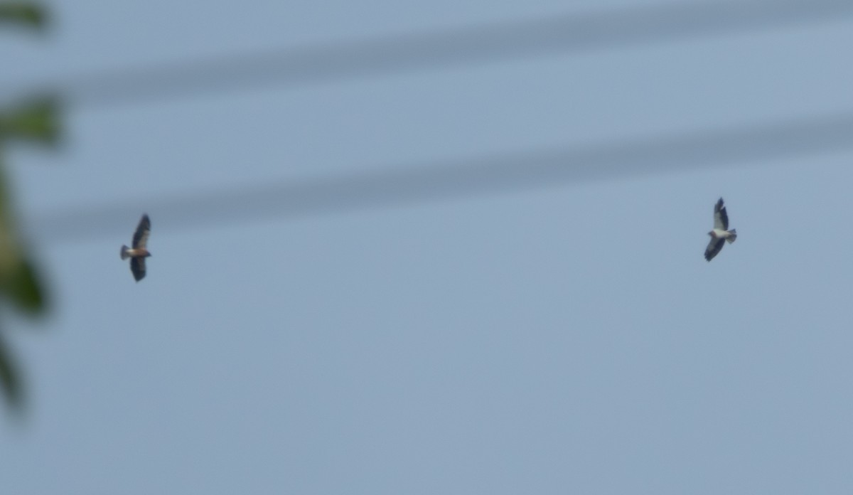 アレチノスリ - ML644342095