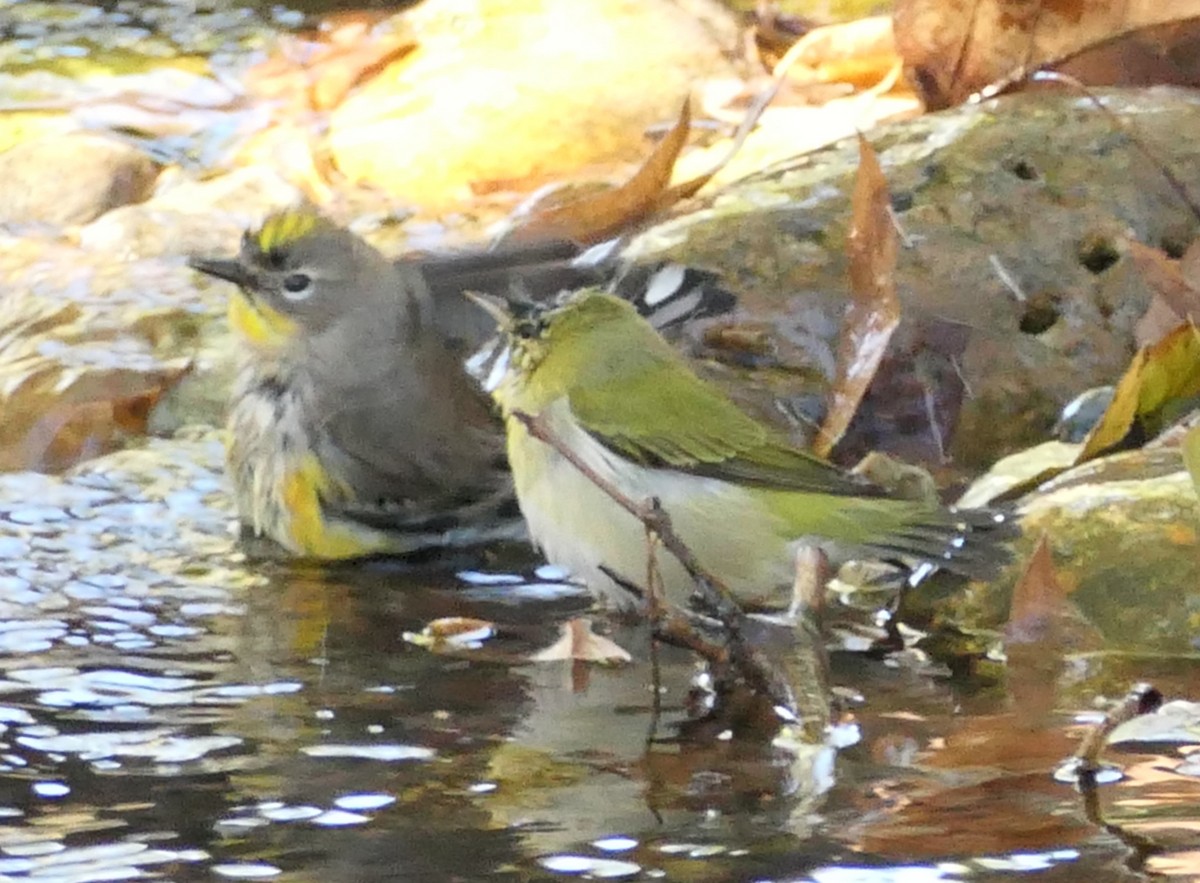 Tennessee Warbler - ML644342096