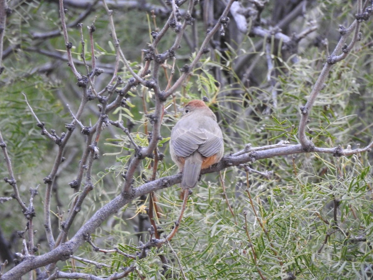 ムジトウヒチョウ - ML644342097