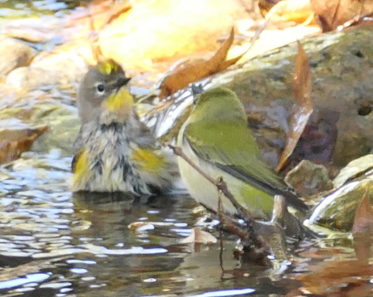 Tennessee Warbler - ML644342098