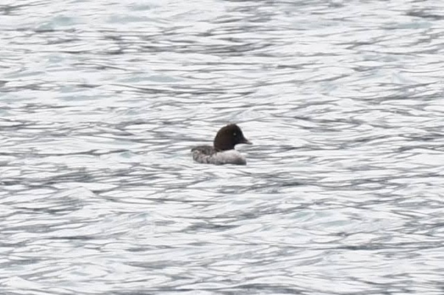 Common/Barrow's Goldeneye - ML644342099