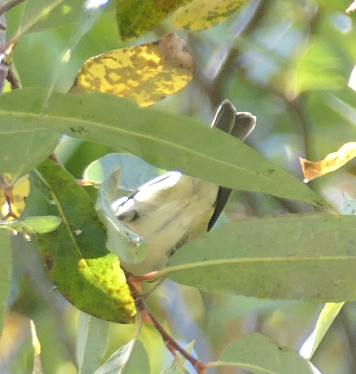 Tennessee Warbler - ML644342100
