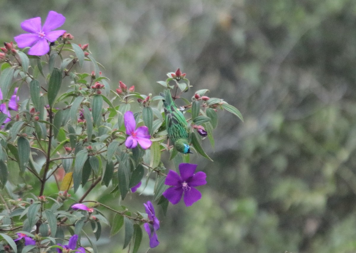 Brassy-breasted Tanager - ML644342105