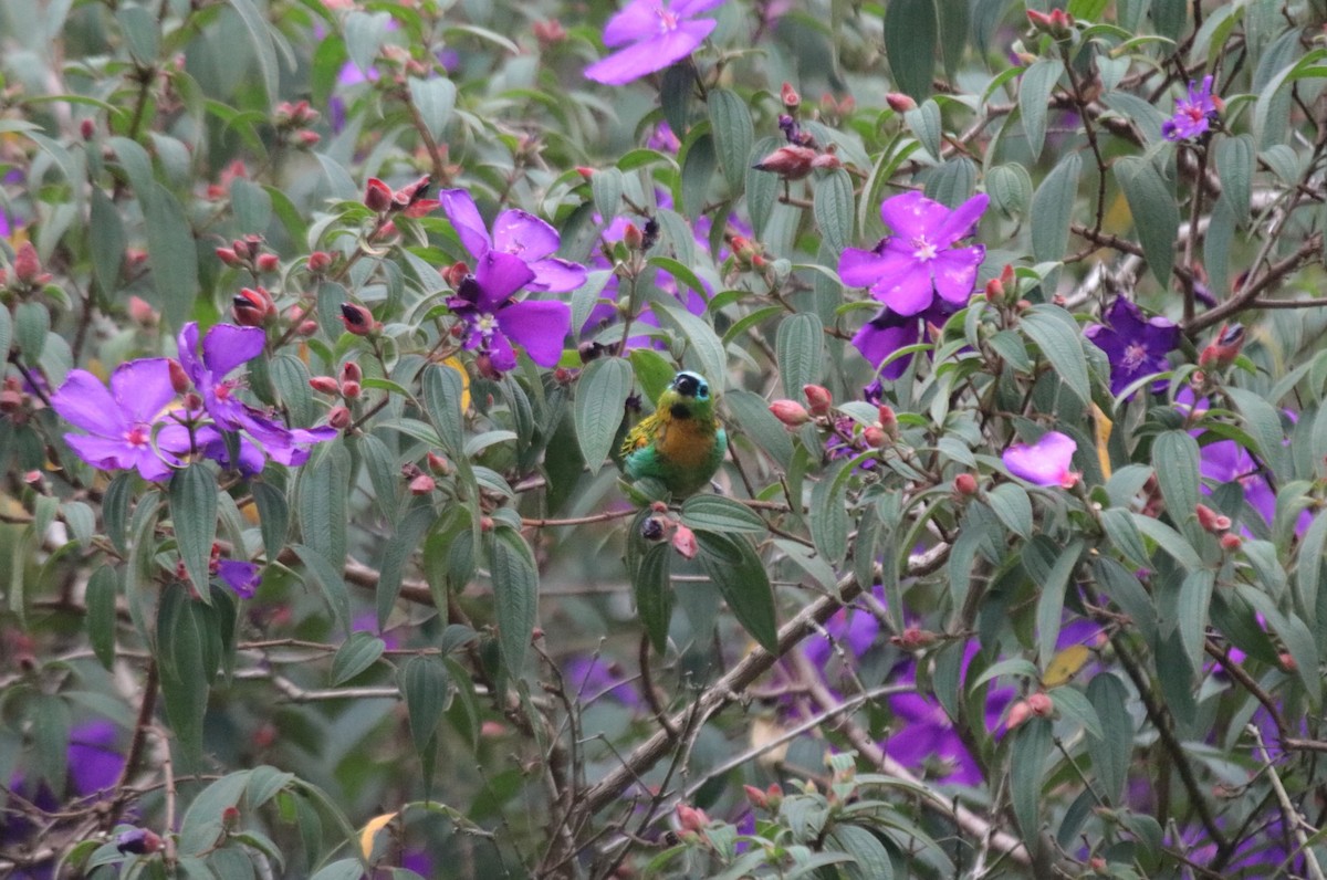 Brassy-breasted Tanager - ML644342107