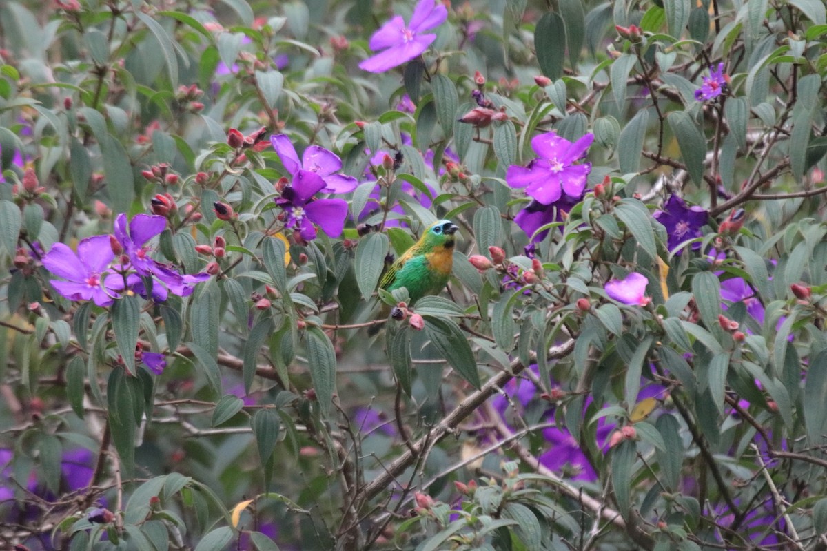 Brassy-breasted Tanager - ML644342110