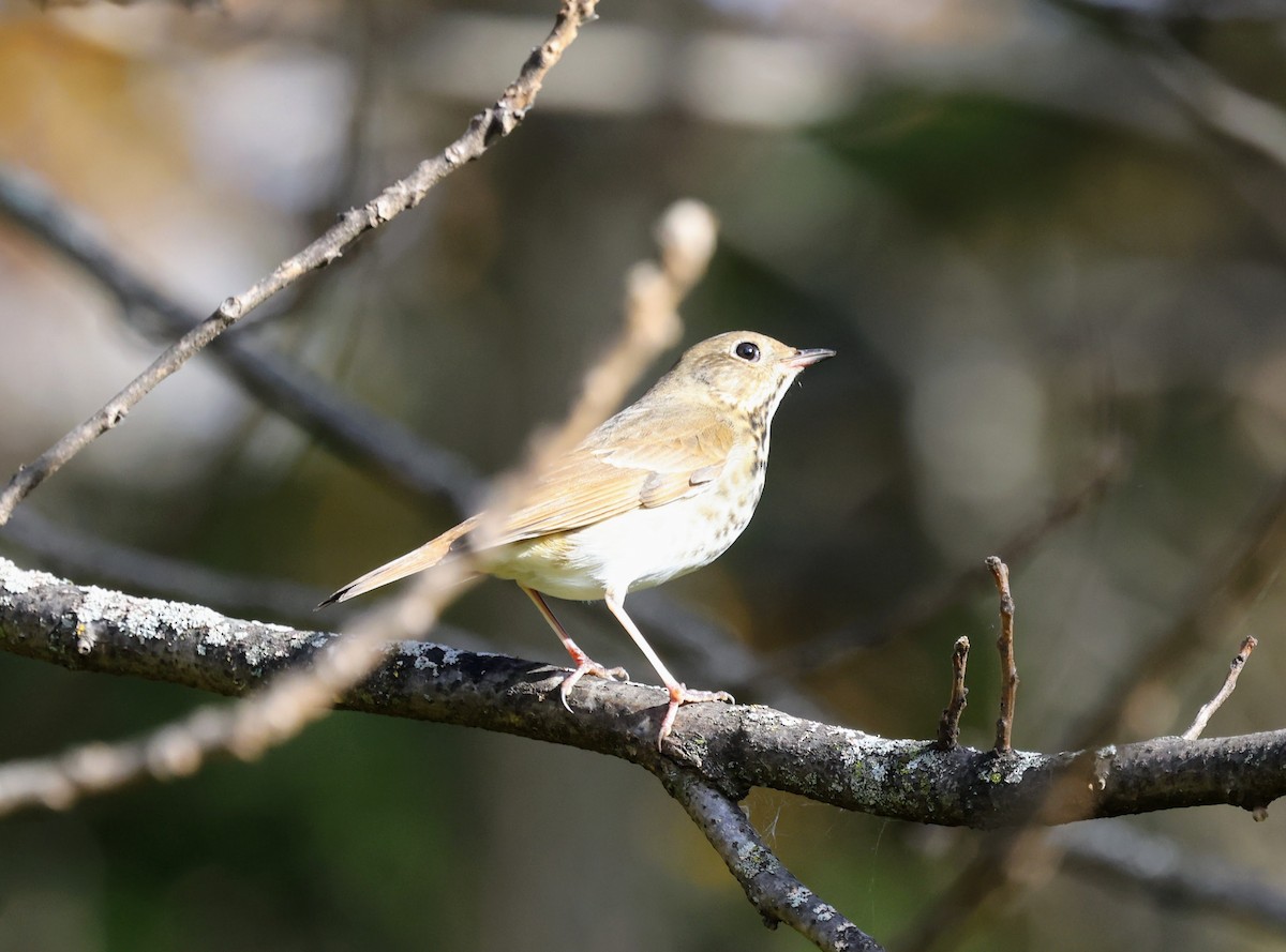 Grive solitaire - ML644342111