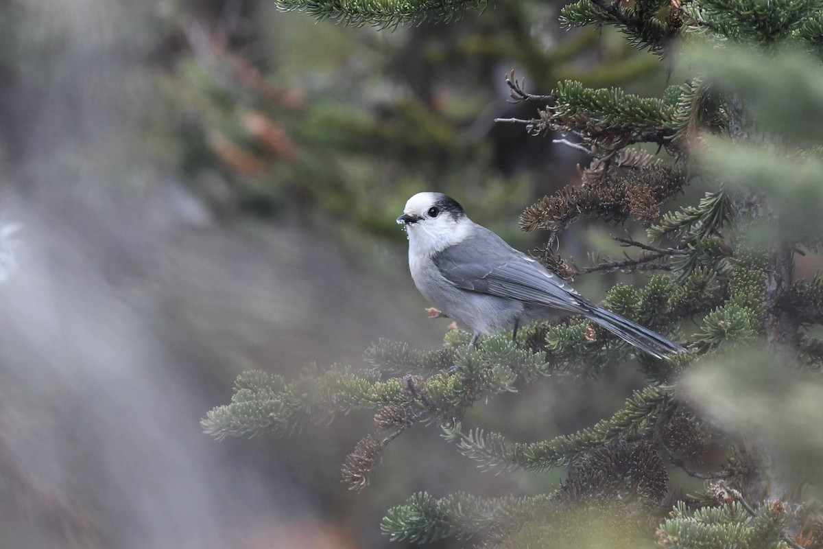 カナダカケス - ML644342117