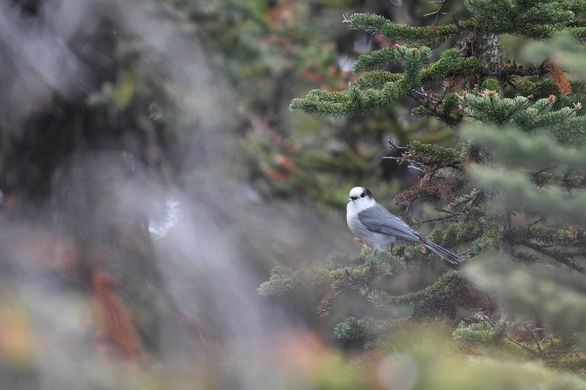 カナダカケス - ML644342118