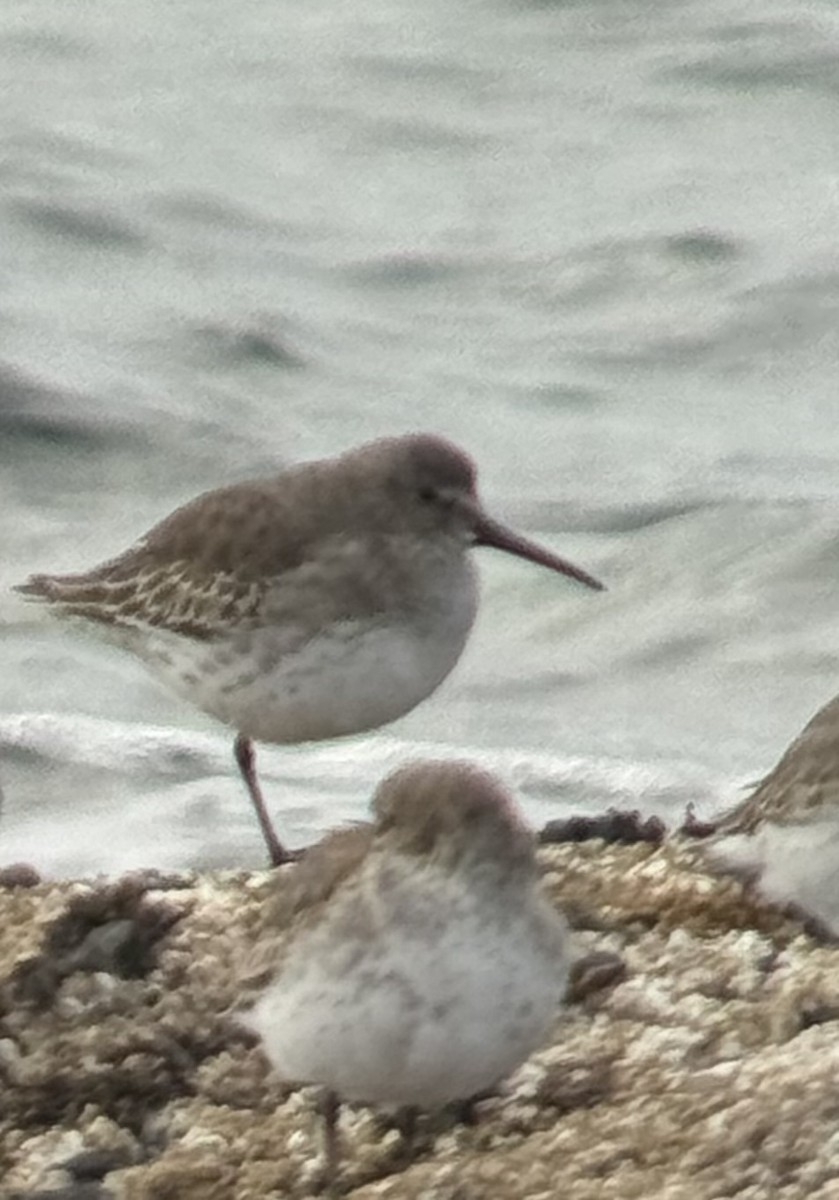 Dunlin - ML644342119