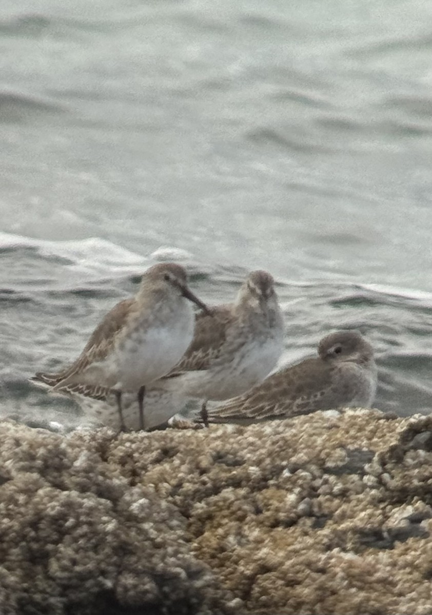 Dunlin - ML644342120