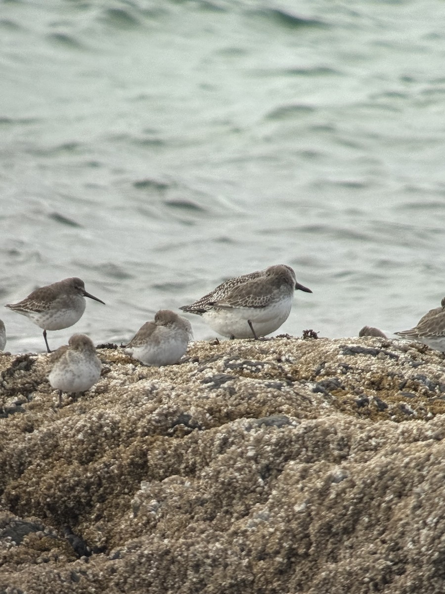 Dunlin - ML644342121