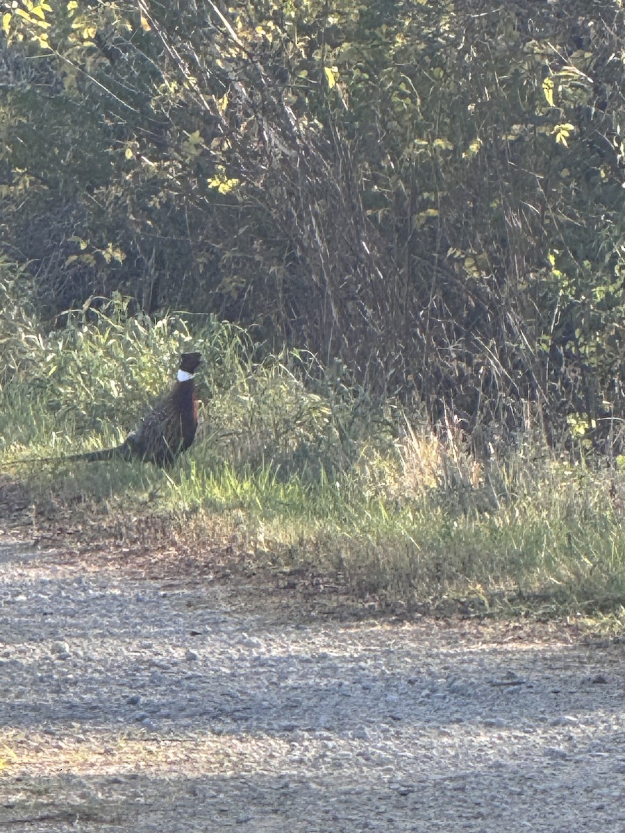 Faisan de Colchide - ML644342125