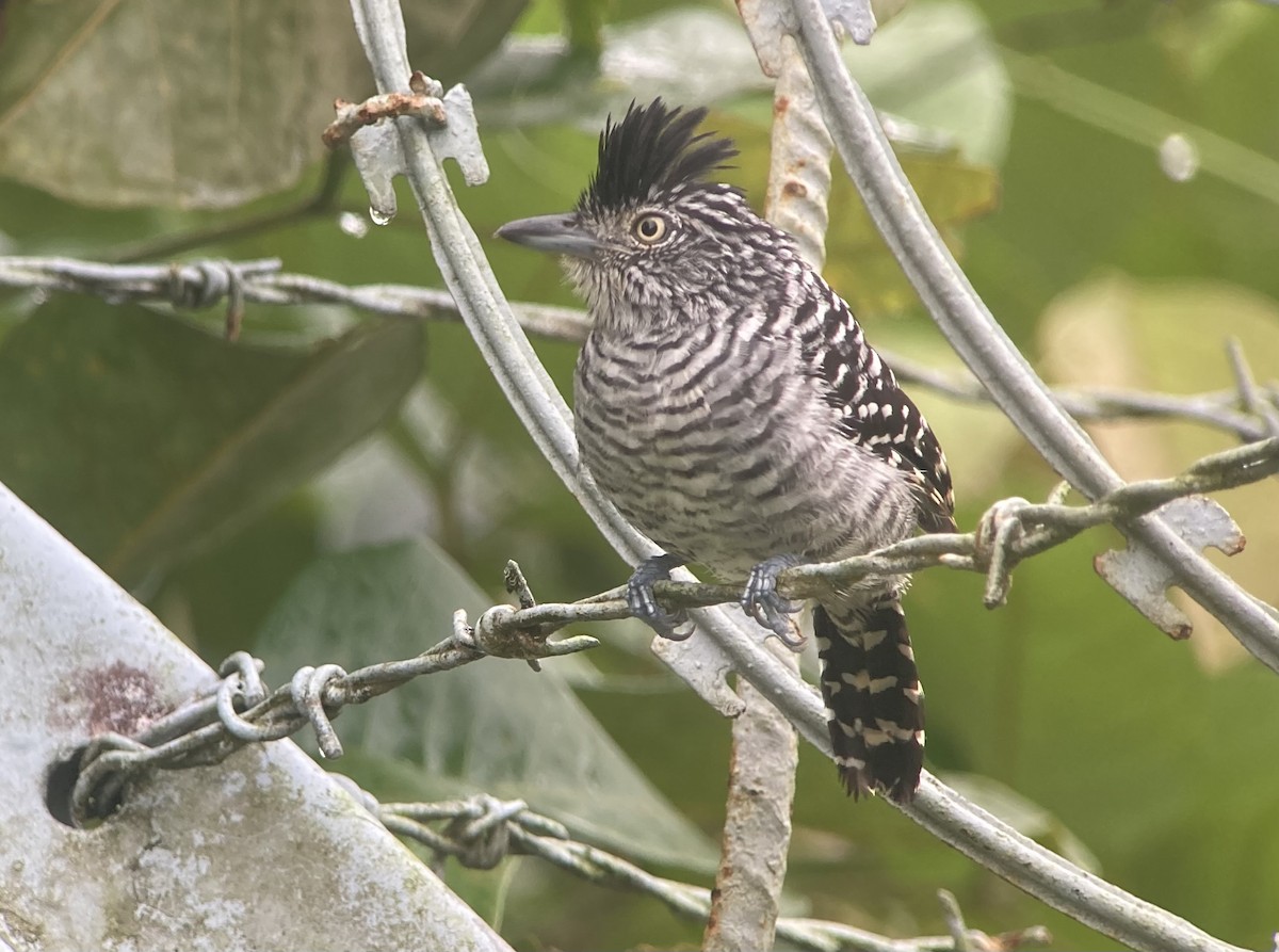 Чернополосый колючник - ML644342129