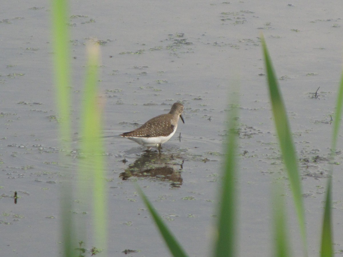 コシグロクサシギ - ML644342132