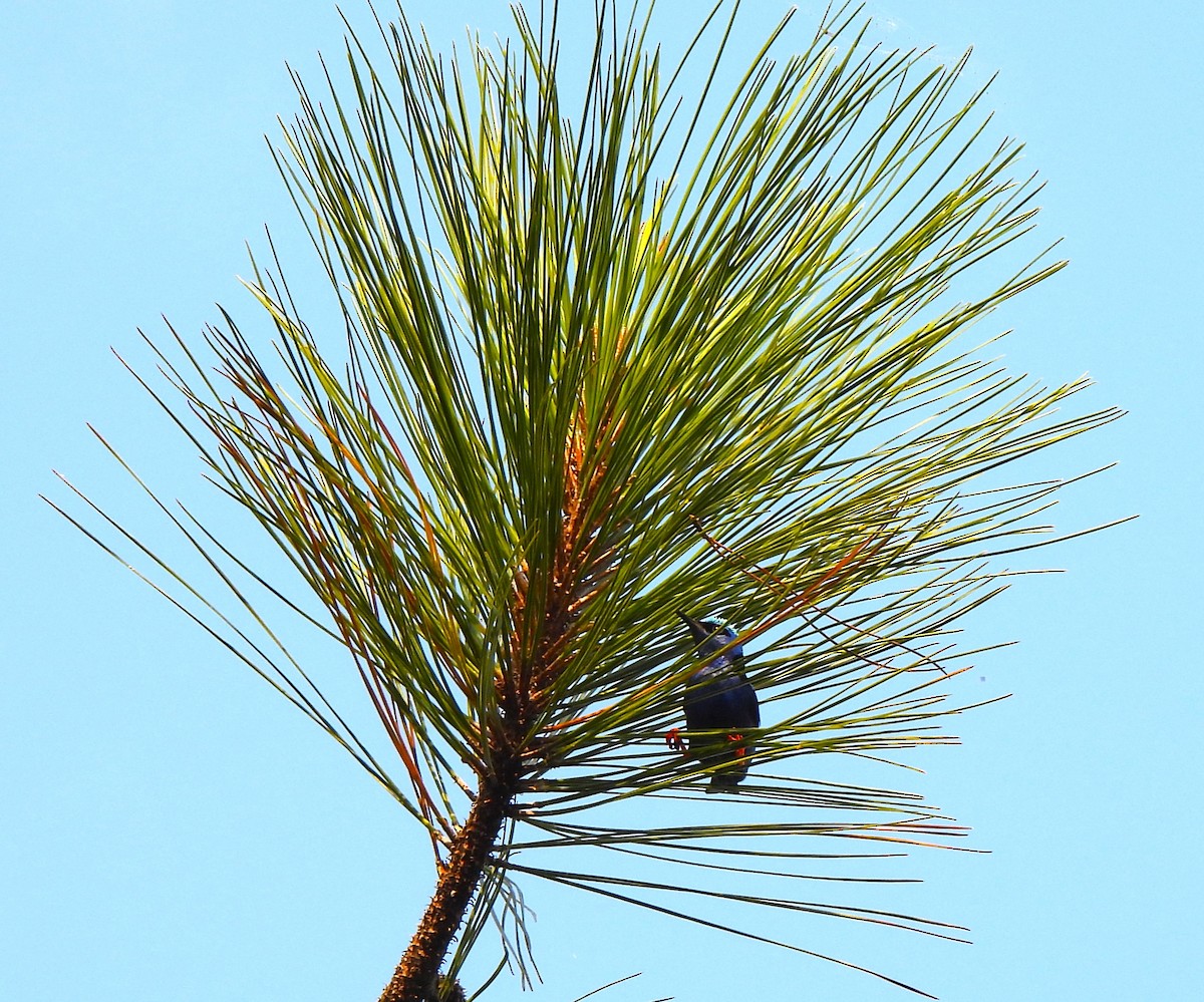 Red-legged Honeycreeper - ML644342133