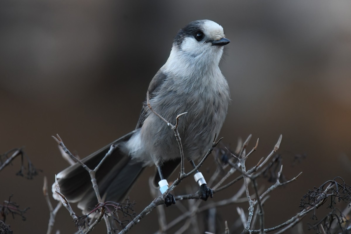 カナダカケス - ML644342151