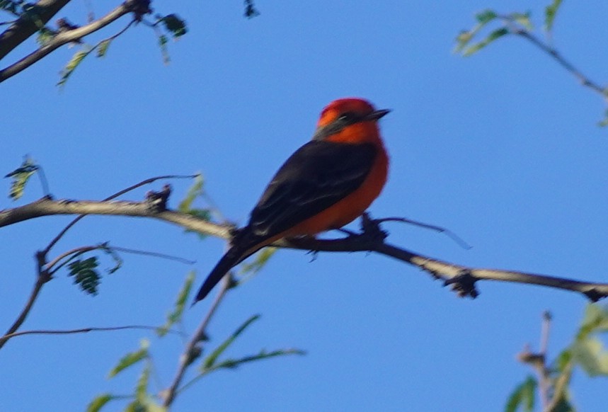 Vermilion Flycatcher - ML644342163
