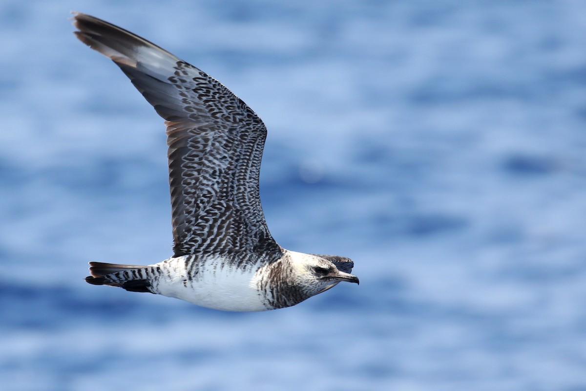 Pomarine Jaeger - ML644342166