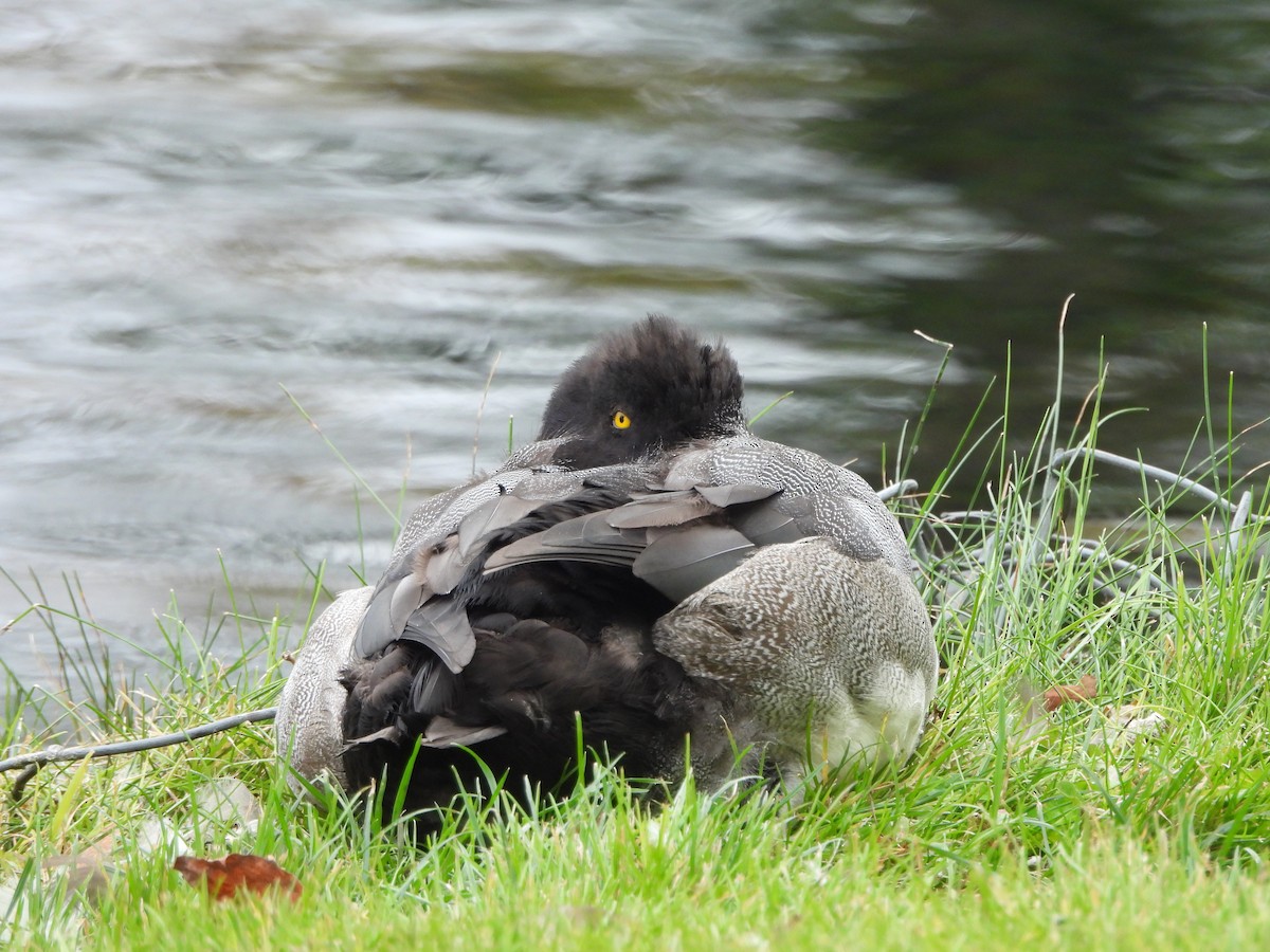 Bergente - ML644342169