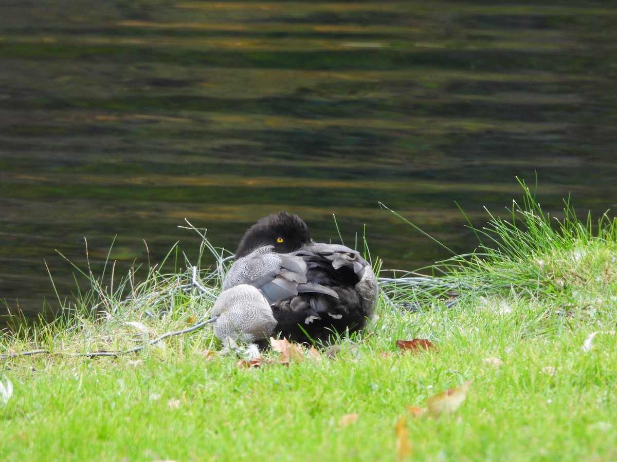 Bergente - ML644342170