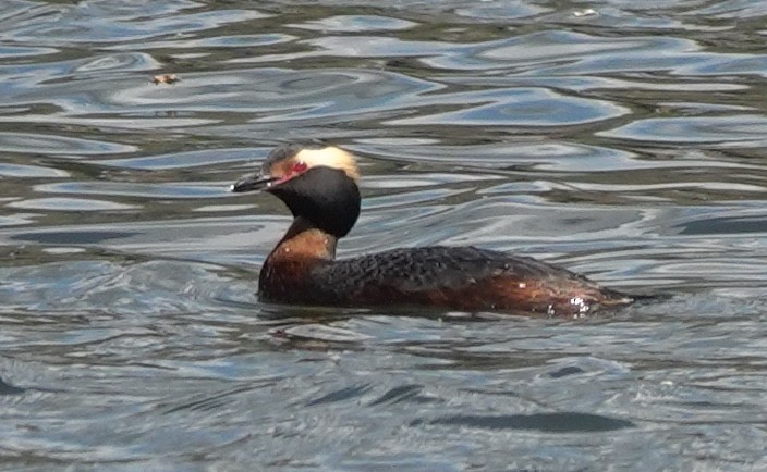 Ухаа шунгуур - ML644342171