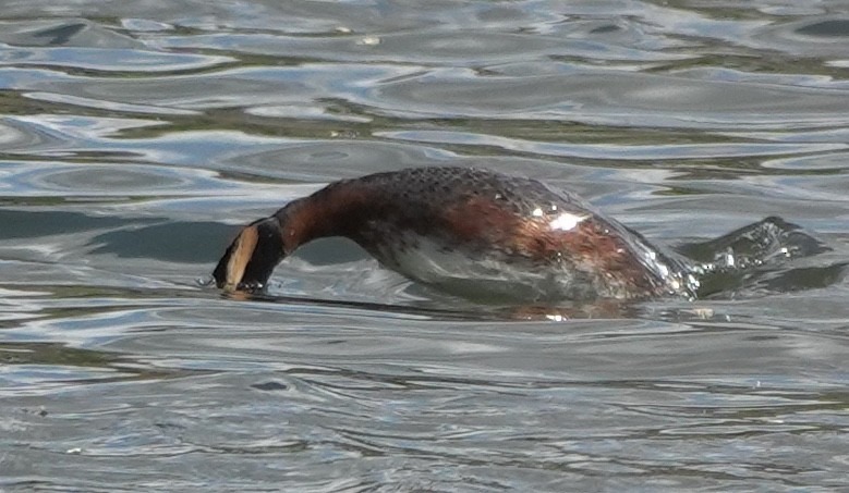 Ухаа шунгуур - ML644342177