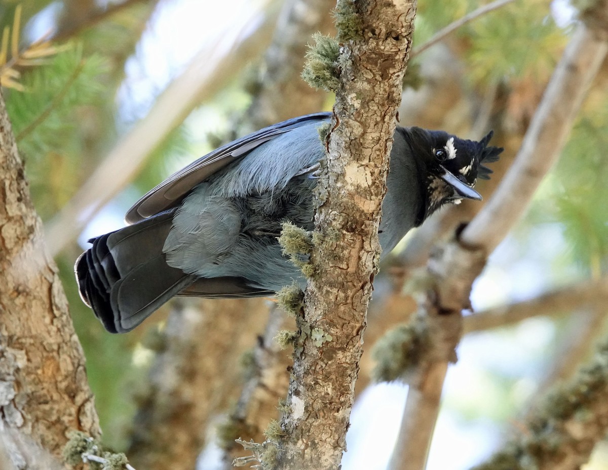 Steller's Jay - ML644342178