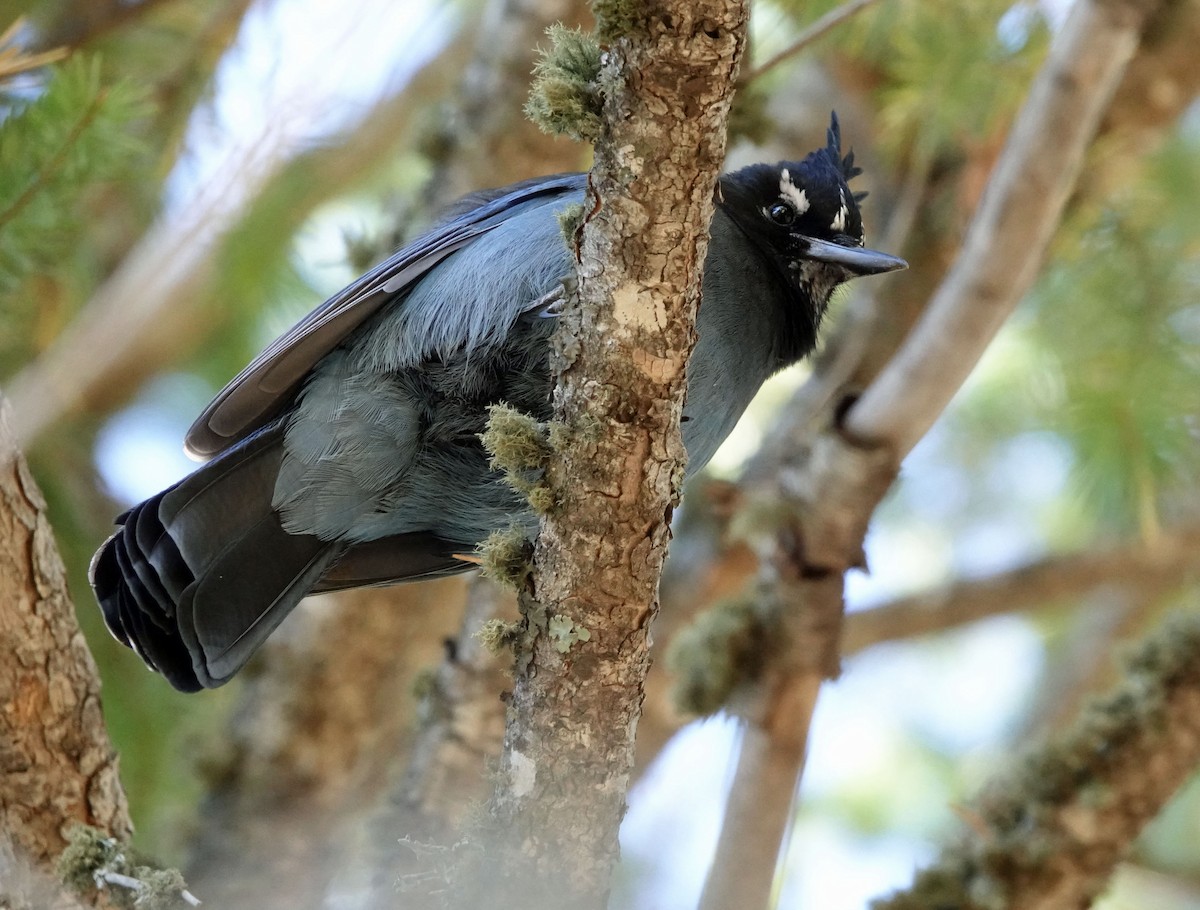 Steller's Jay - ML644342179