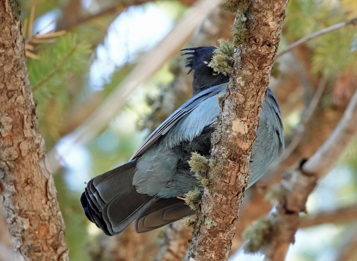 Steller's Jay - ML644342180